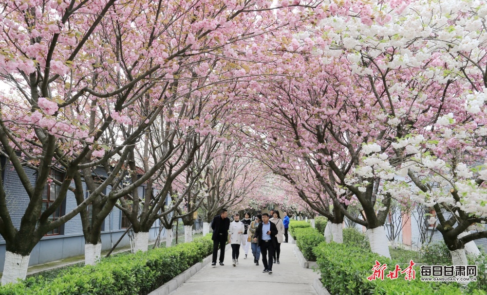 贵州醇酒厂樱花图片