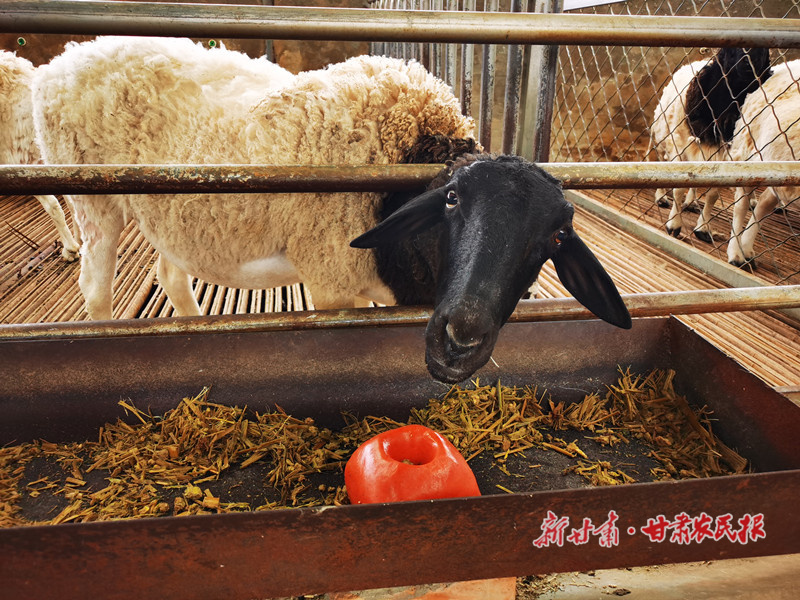 宁县窑洞养羊走上羊光大道