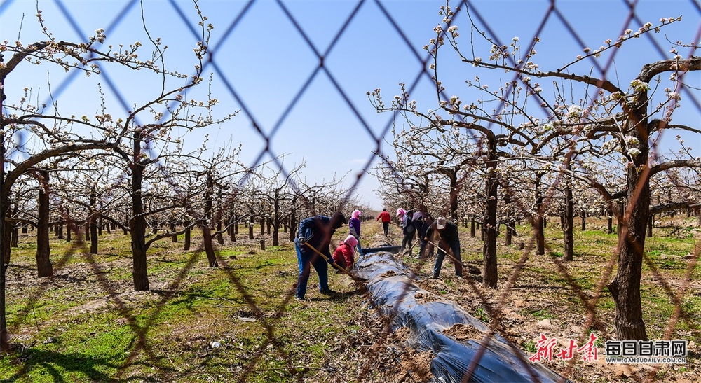 景泰条山农场万亩梨园花蕾初绽