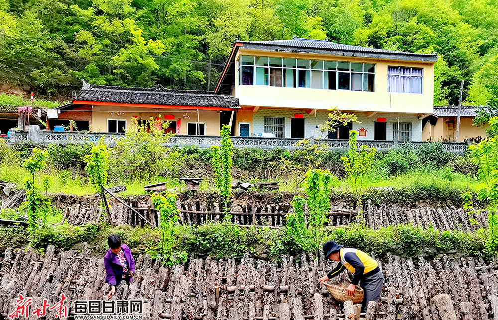 康县白杨乡竹园村张小艳带领村民走上致富路