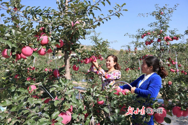 庄浪梯田苹果兴趣采摘.