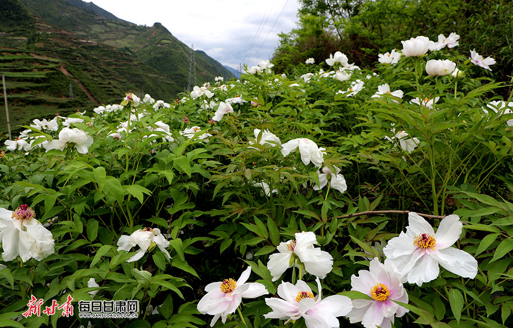舟曲油用牡丹开出朵朵富民花