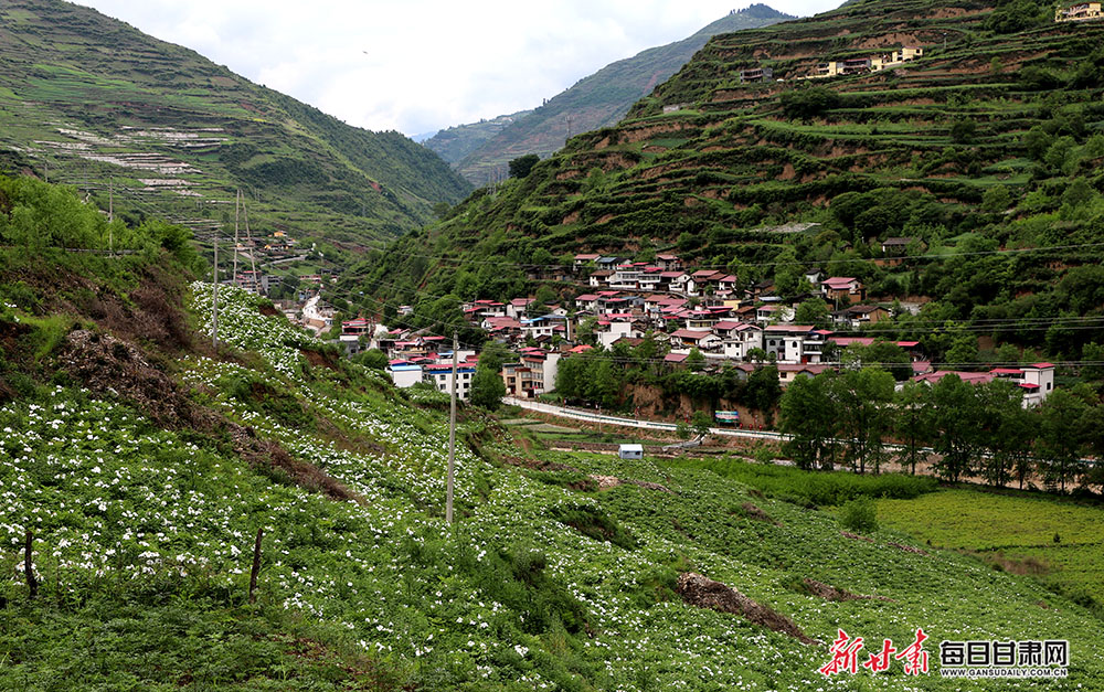 舟曲油用牡丹开出朵朵富民花