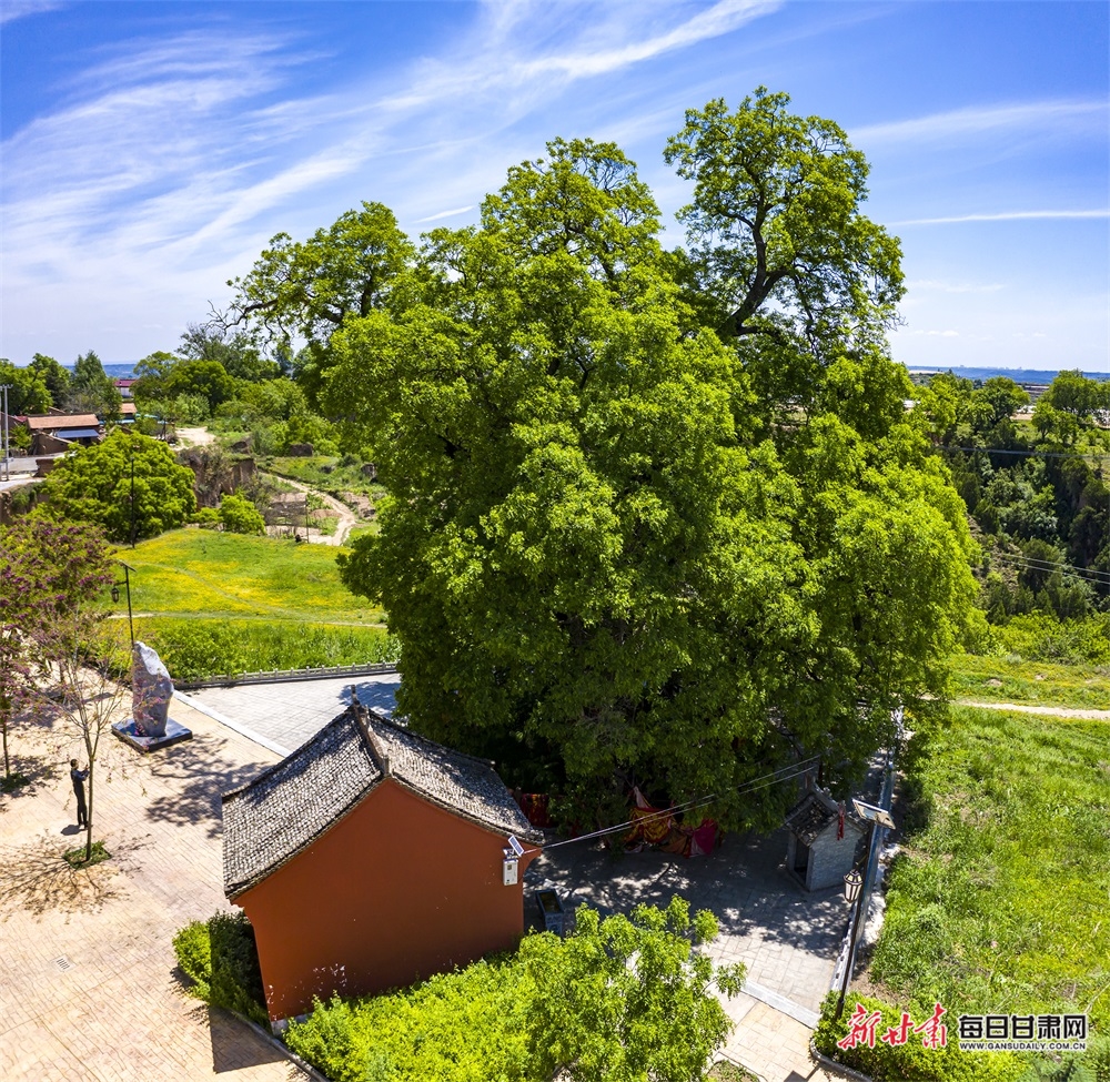 新甘肃·每日甘肃网通讯员 张应君 摄影报道在庆阳合水县蒿咀铺前塬村