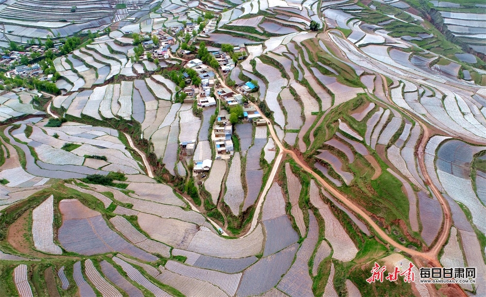 这里像大地打翻了的调色板岷县中寨镇中药材梯田美翻了