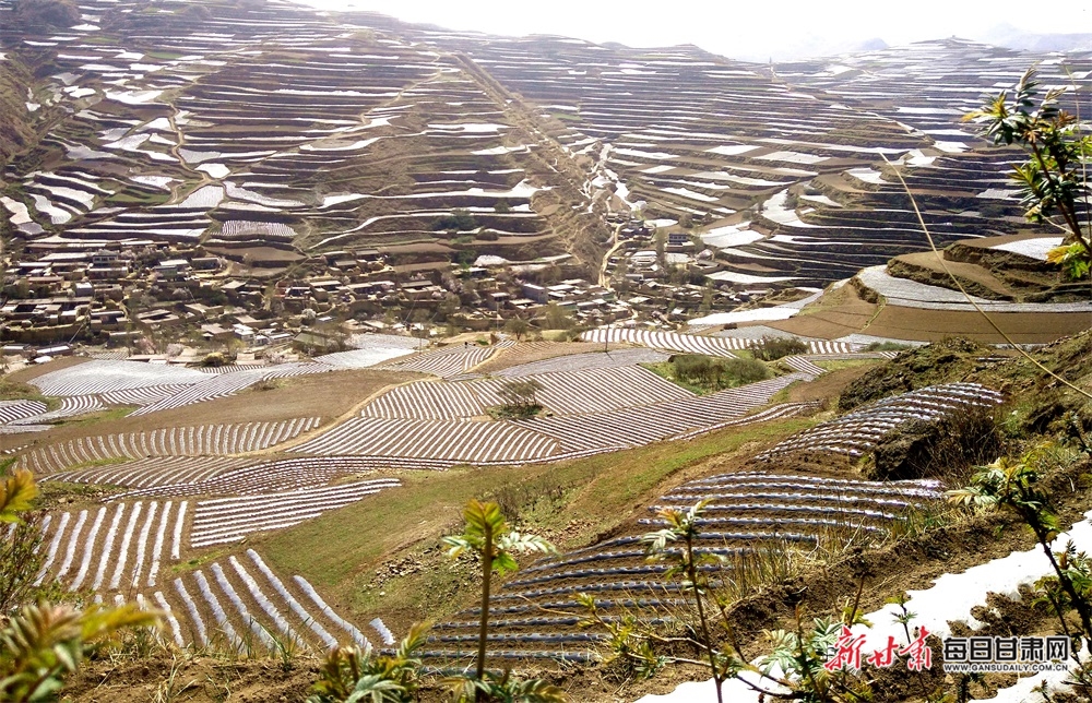 岷县中寨镇中药材梯田美翻了-图库-每日甘肃网