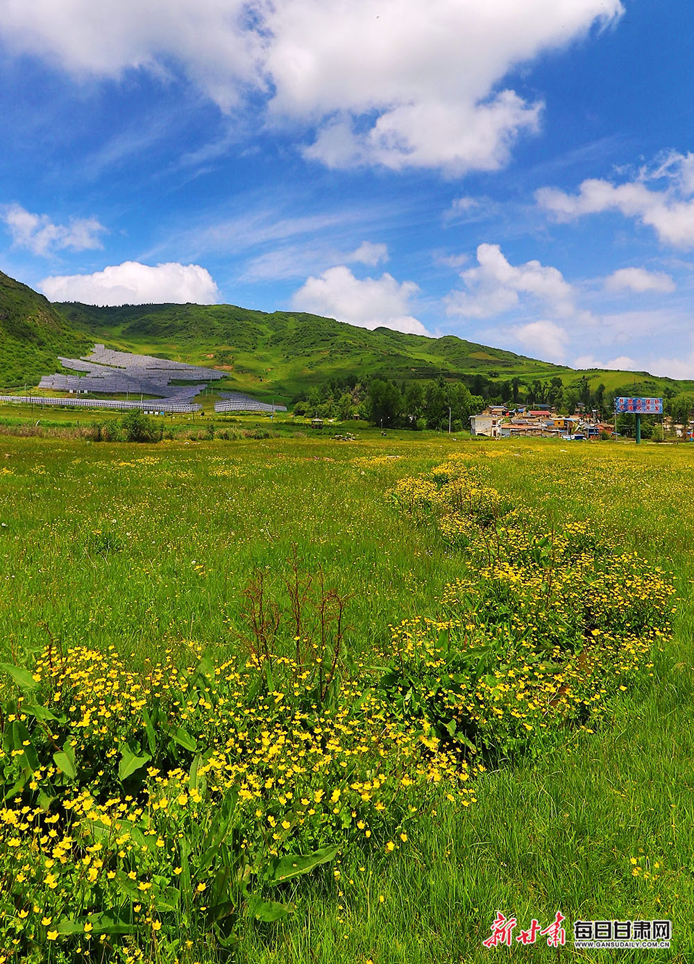 黑林河牧场夏日好风光