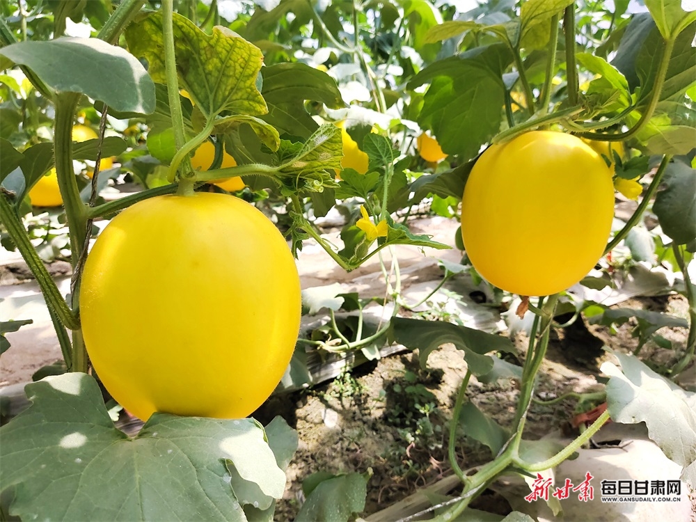 民勤县夹河镇:甜瓜结出甜蜜致富果