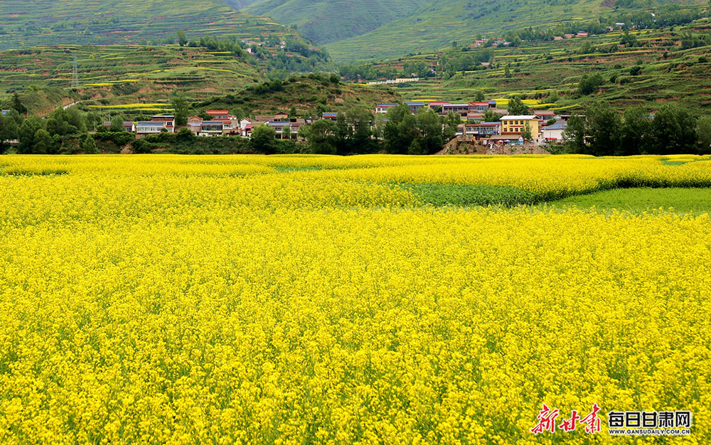油菜花开洮河两岸岷县山乡如诗如画