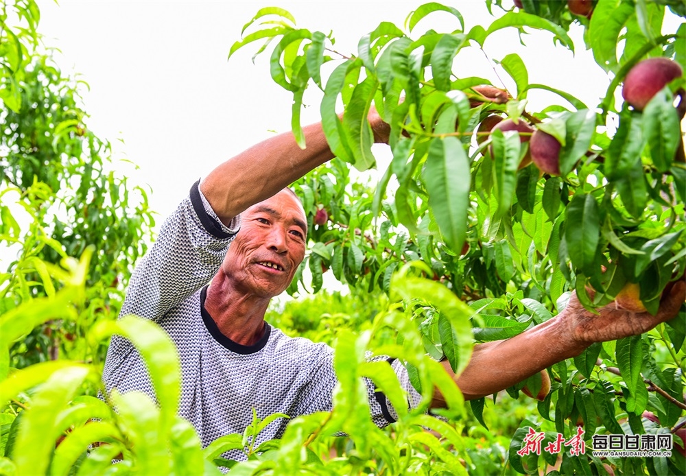 日,正值桃,杏上市的季节,景泰县五佛乡兴水村的果农王银忙着爬梯采摘