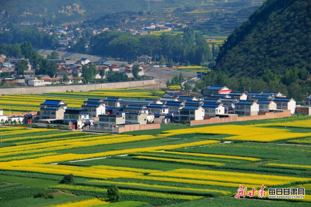 油菜花香洮水岸 美丽乡村如画图