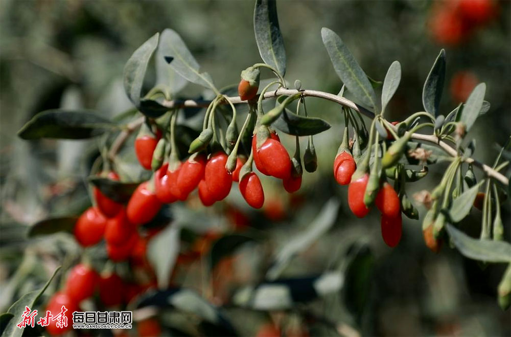 瓜州县十五万亩枸杞进入采摘期