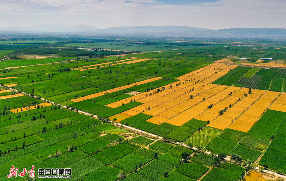 朵朵葵花展笑颜 畦畦农田滴翠色 景泰寺滩乡田园风光惹人醉