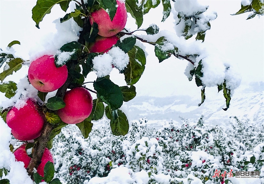 风景更是美不胜收,薄薄的白雪,黄色的土地,绿色的果树,红色的苹果形成
