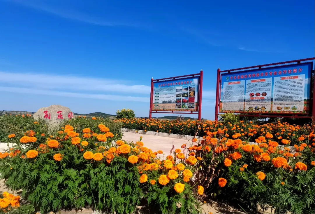 菊香浮动大庄镇