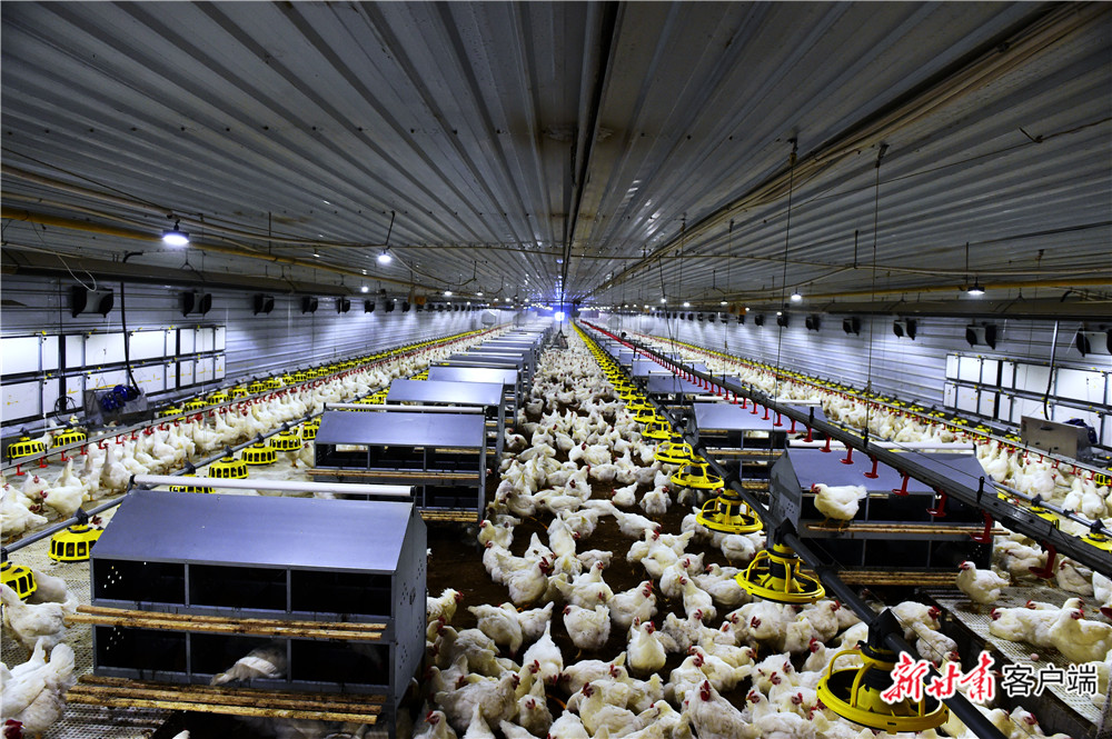 全链条高质量发展亿羽肉鸡产业甘肃圣越农牧发展有限公司发展侧记