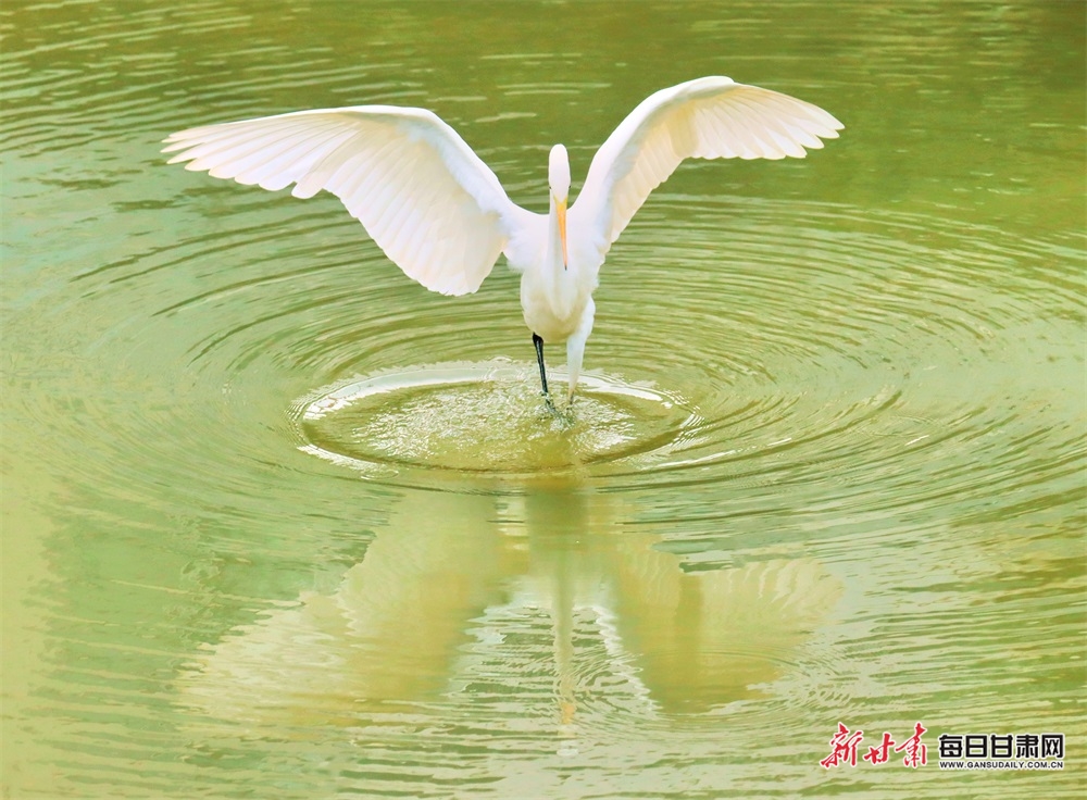 康县燕子河晚霞与白鹭齐飞
