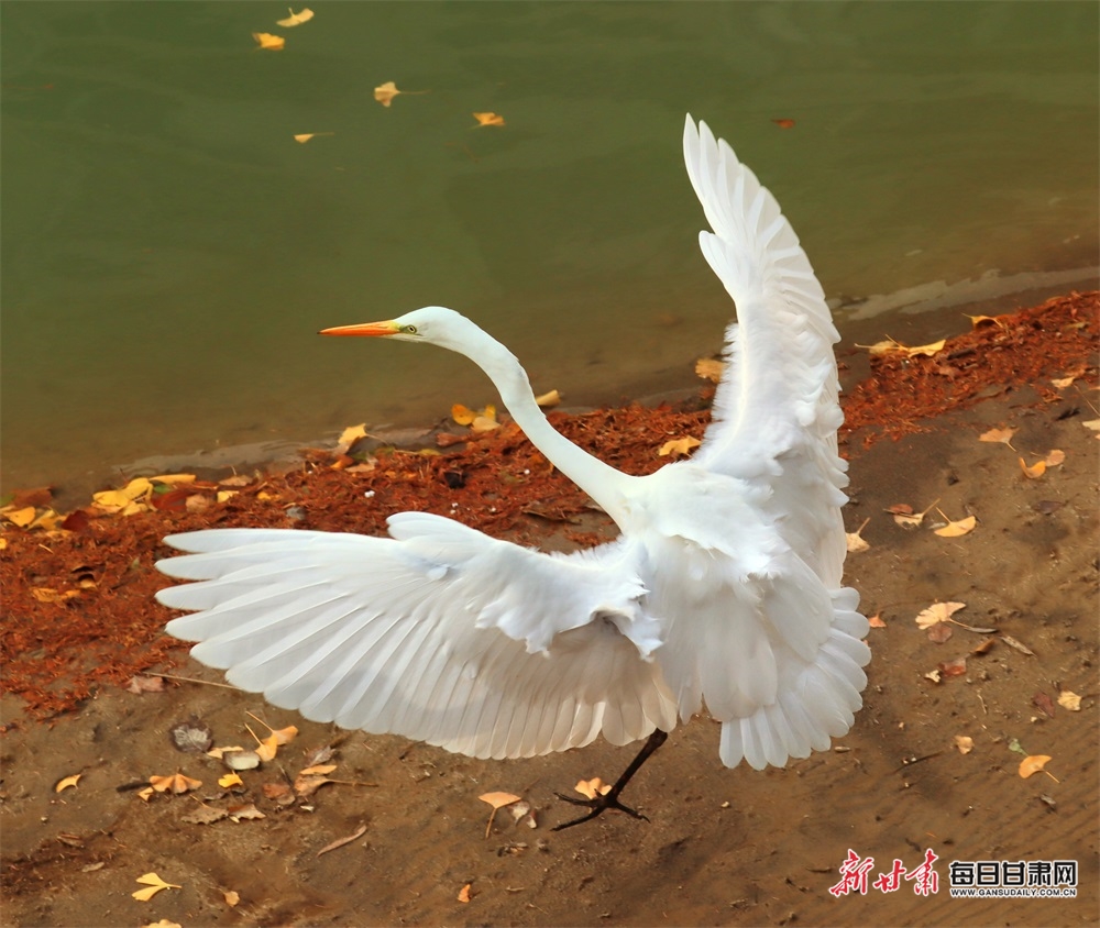 康县燕子河晚霞与白鹭齐飞