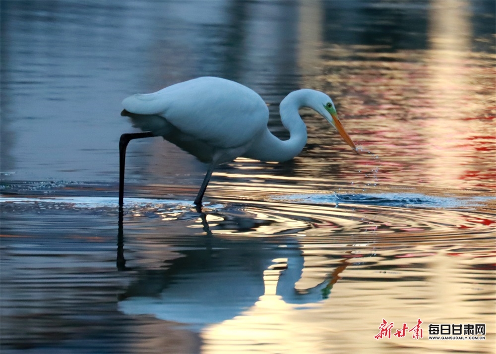康县燕子河晚霞与白鹭齐飞
