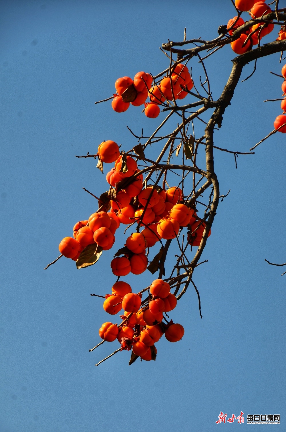 初冬的宕昌,有一种美叫柿子红了