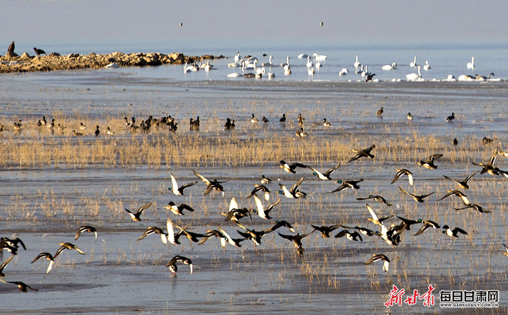 石羊河国家湿地公园图片