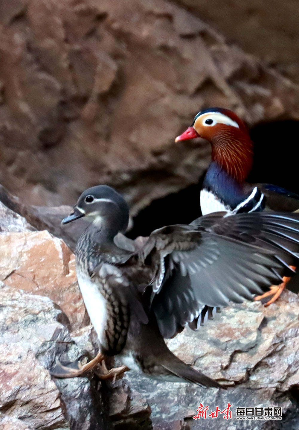 康县燕子河边景色美对对鸳鸯水中游