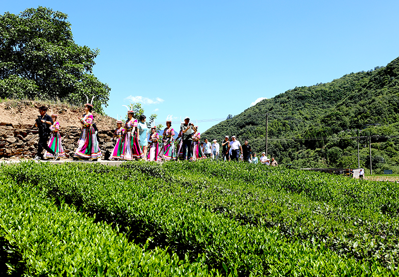 文县高山茶园引客来