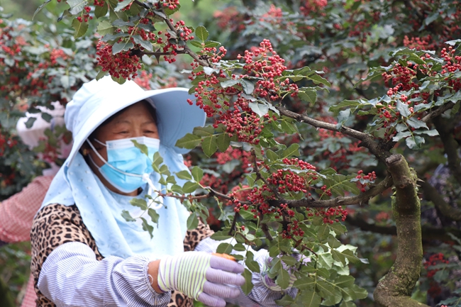 摘花椒图片真实图片