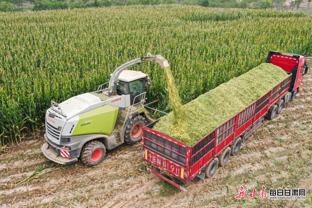 大型收割机和运输车正开足马力在田间来回穿梭,一辆辆装满青贮玉米的