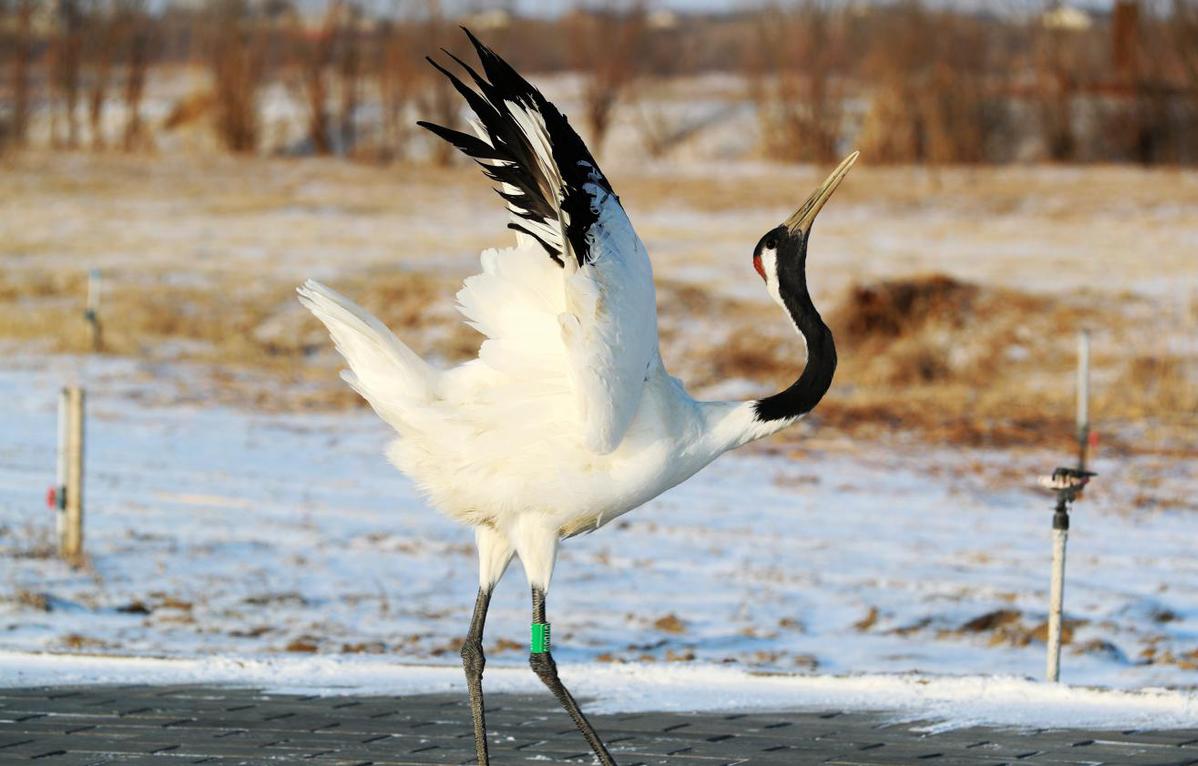 甘肃张掖:丹顶鹤雪地优雅起舞-楚弓楚得资讯网