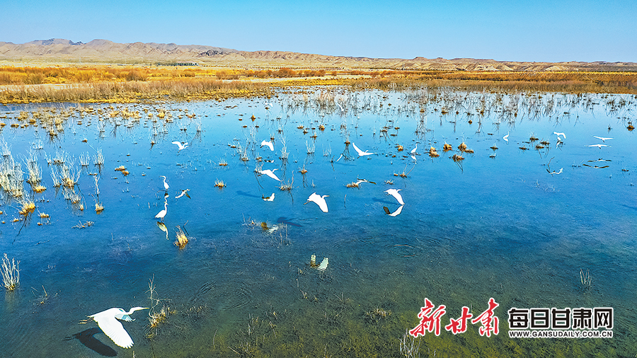 石羊河国家湿地公园图片