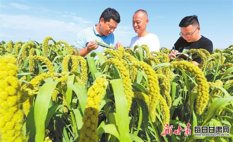 图片新闻】张掖市农业科技工作者同种植农户测量谷穗长度