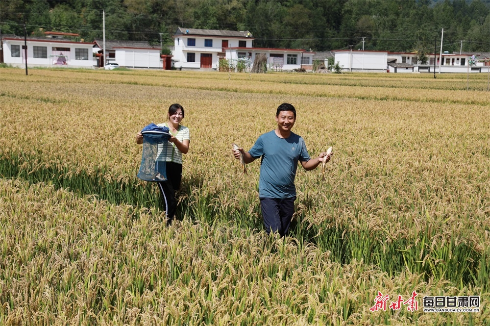 2023年9月13日,在陇南市徽县江洛镇李寺村的稻田鱼虾综合种养区里,“新农人”王宝成夫妇边抢收水稻边销售稻田鱼和小龙虾。(图片1)