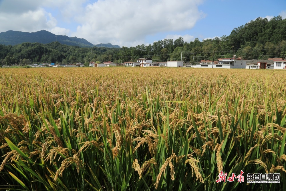 2023年9月13日,在陇南市徽县江洛镇李寺村的稻田鱼虾综合种养区里,“新农人”王宝成夫妇边抢收水稻边销售稻田鱼和小龙虾。(图片3)