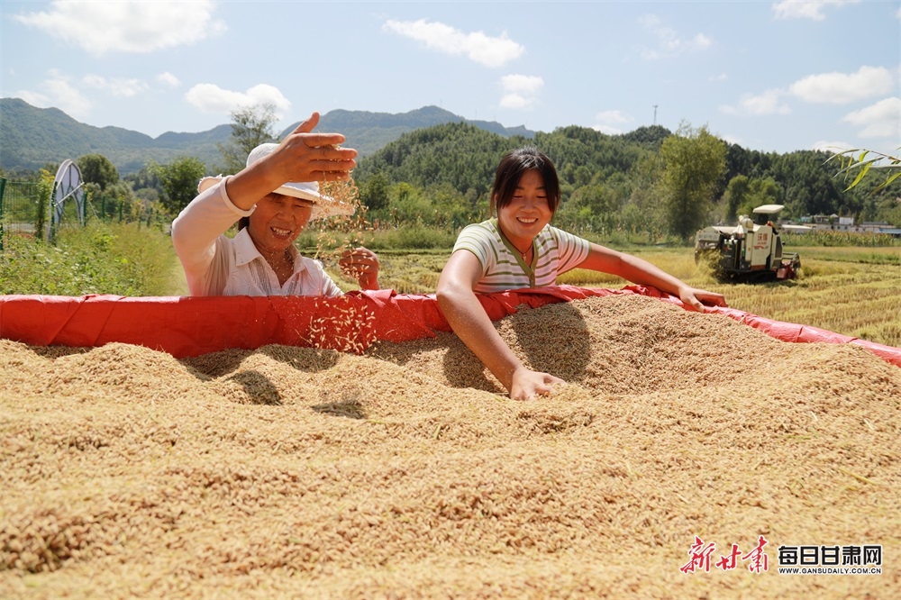 2023年9月13日,在陇南市徽县江洛镇李寺村的稻田鱼虾综合种养区里,“新农人”王宝成夫妇边抢收水稻边销售稻田鱼和小龙虾。(图片5)