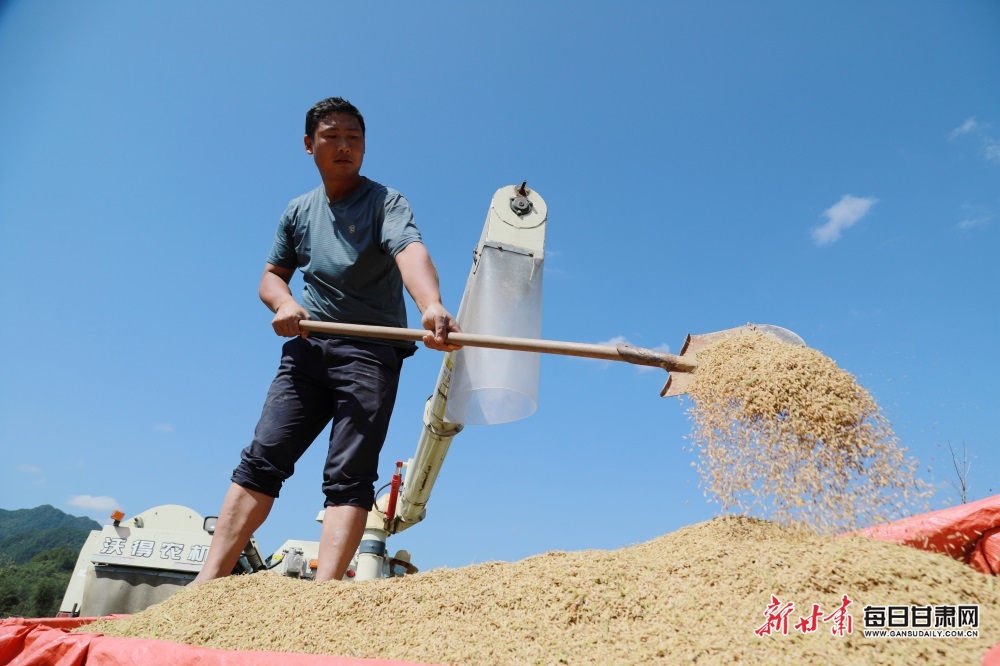 2023年9月13日,在陇南市徽县江洛镇李寺村的稻田鱼虾综合种养区里,“新农人”王宝成夫妇边抢收水稻边销售稻田鱼和小龙虾。(图片11)