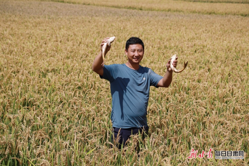 2023年9月13日,在陇南市徽县江洛镇李寺村的稻田鱼虾综合种养区里,“新农人”王宝成夫妇边抢收水稻边销售稻田鱼和小龙虾。(图片14)
