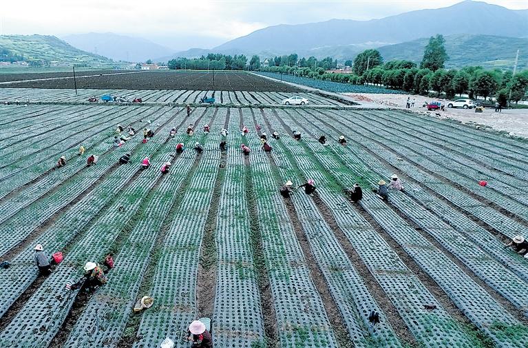 临夏州特色种植革新之变——结束了群众祖祖辈辈种“草包庄稼”的历史