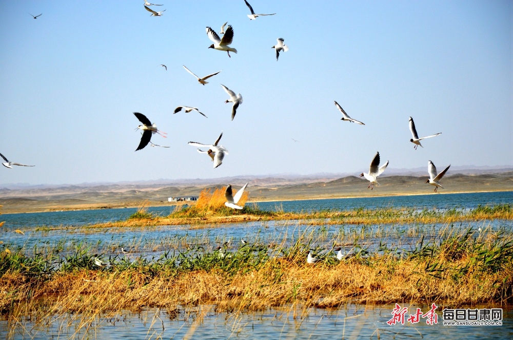 金塔县北海子湿地成了鸟类的“长住地”.JPG