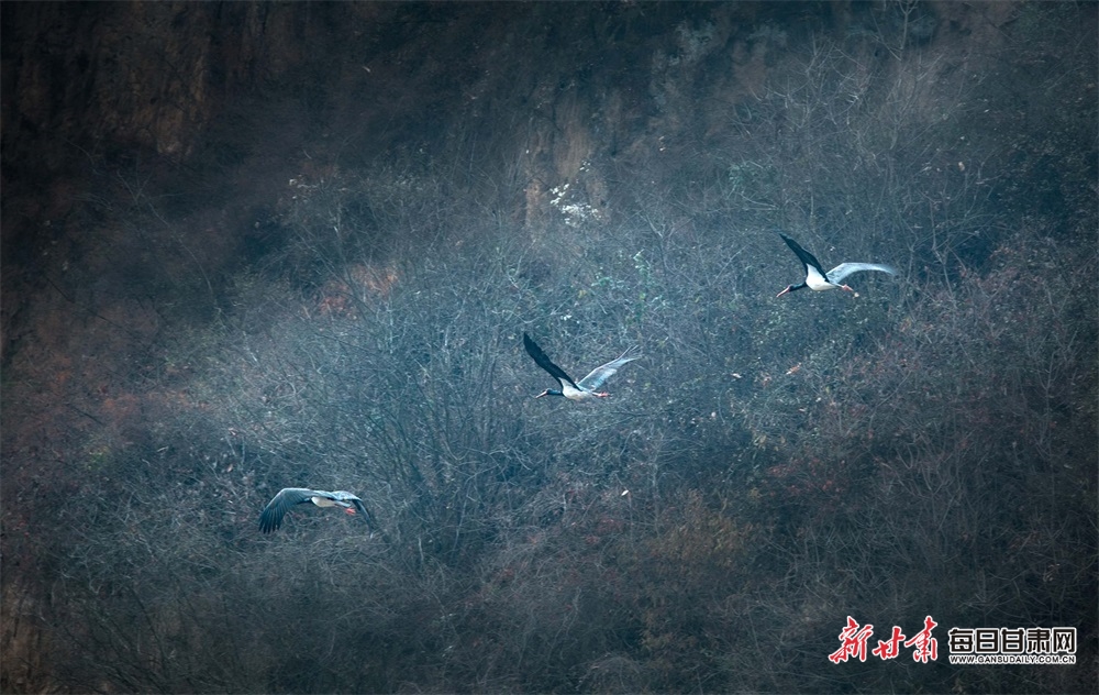 图片6
