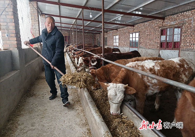 【新春走基层】养牛能手带领乡亲走“牛路”发“牛财”