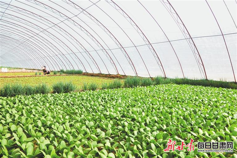 【图片新闻】农民在敦煌市肃州镇武威庙村温室中采收蔬菜