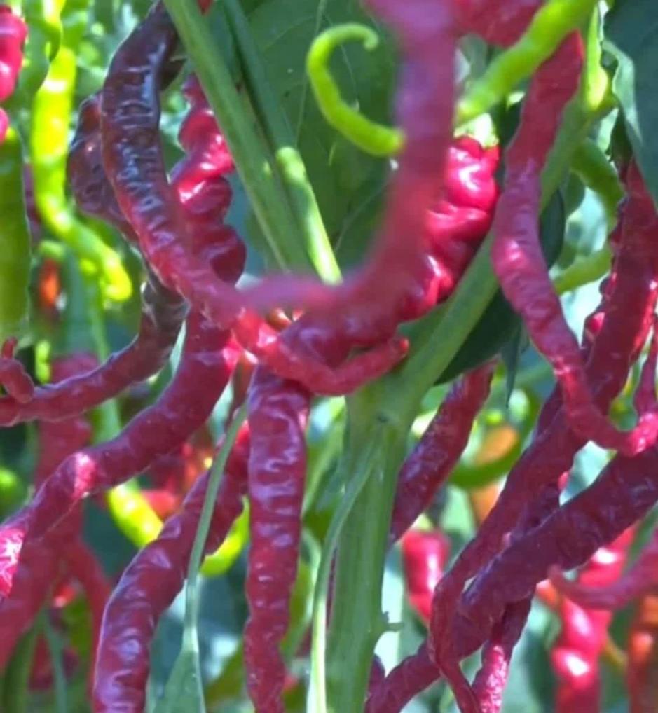 秀我中国一起去体验甘谷辣椒的热辣鲜香