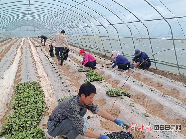 泾川县泾明乡甜瓜移苗栽种忙