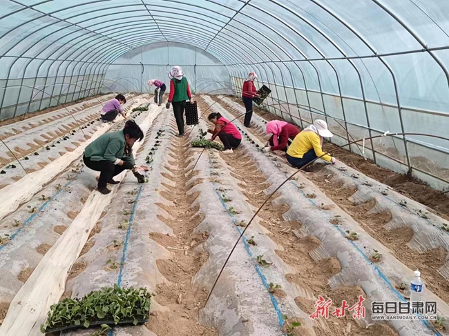 泾川县泾明乡甜瓜移苗栽种忙