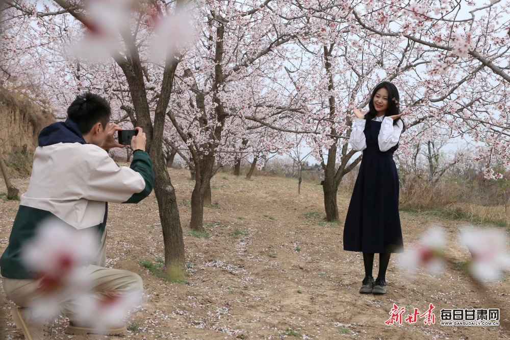 游客在杏花林中赏景拍照盘小美摄 盘小美摄