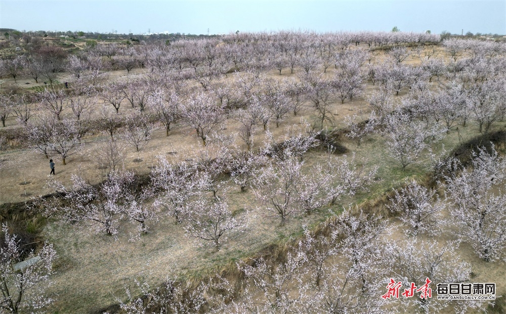 甘肃庆阳市西峰区温泉镇米堡村成片杏树迎来花期 。盘小美摄