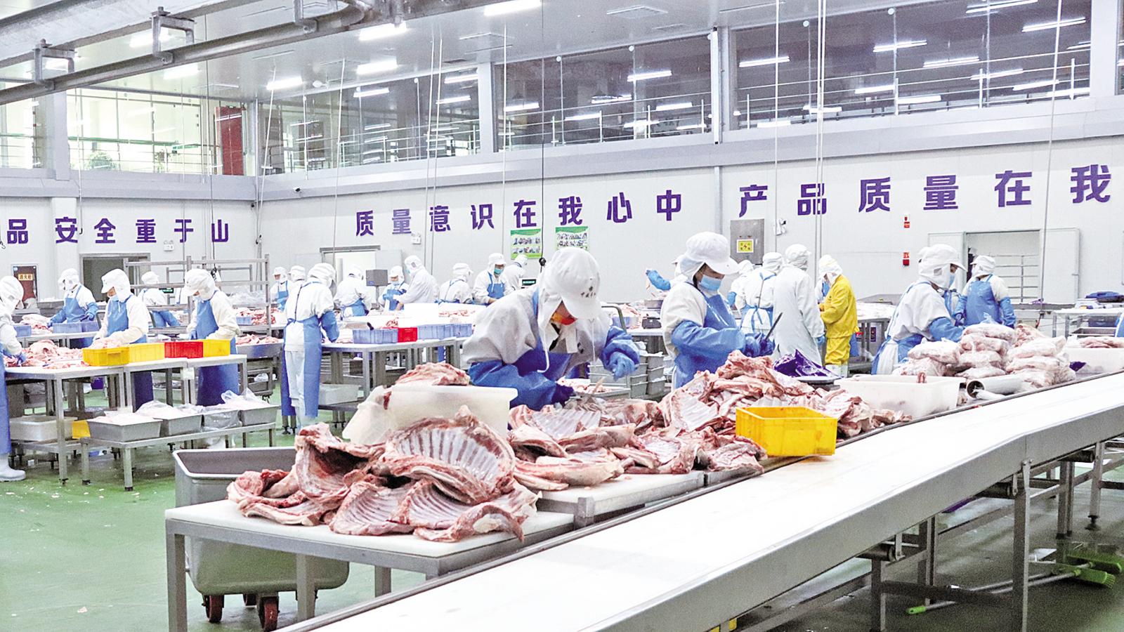 环县 全链条发展肉羊产业提升养殖效益
