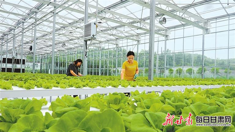 【图片新闻】徽县开启智能种菜模式
