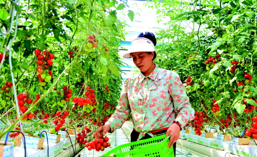 天水市秦州区：小番茄成了“致富果”